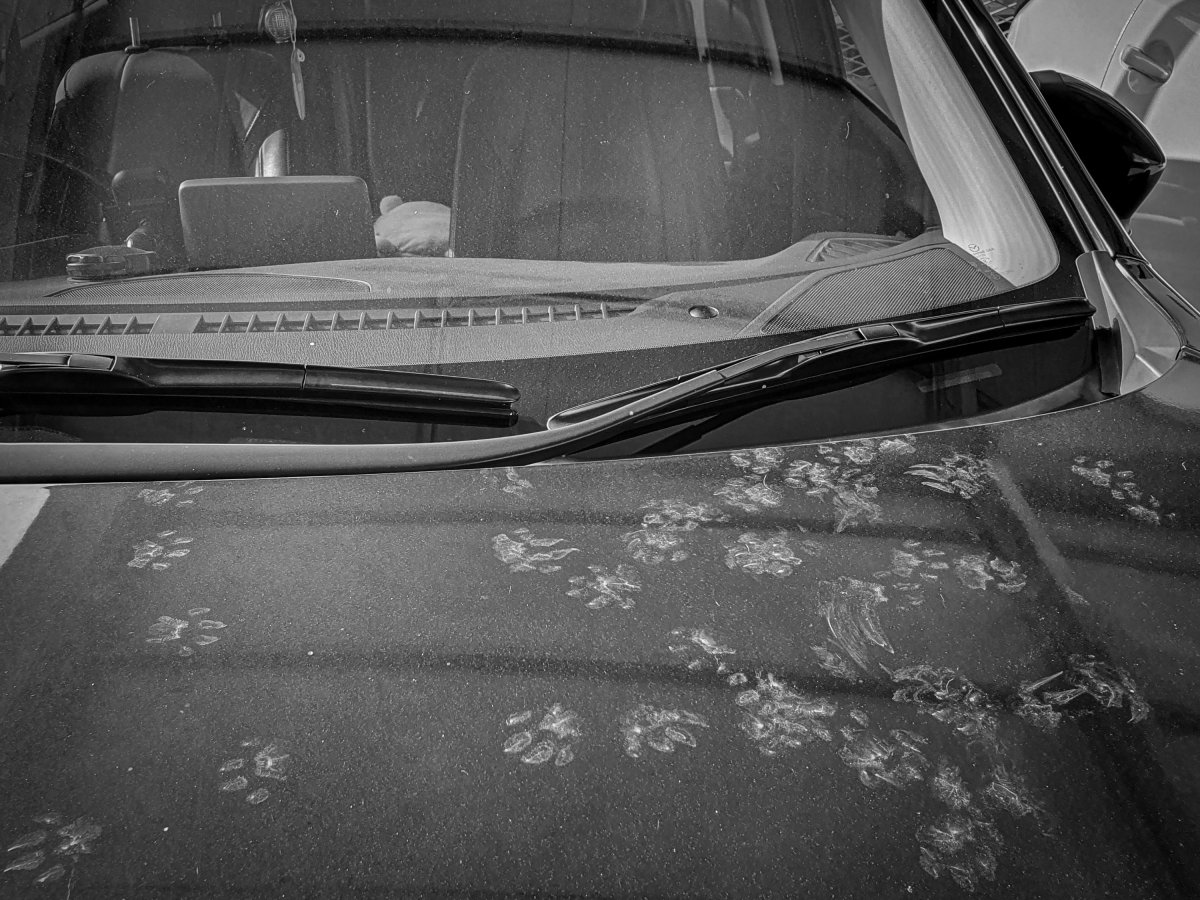 Who? Who?.. Who step on my&nbsp;car?!?